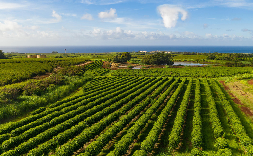 KAUAICOFFEE